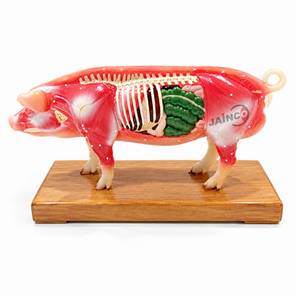 Pig Acupuncture Model